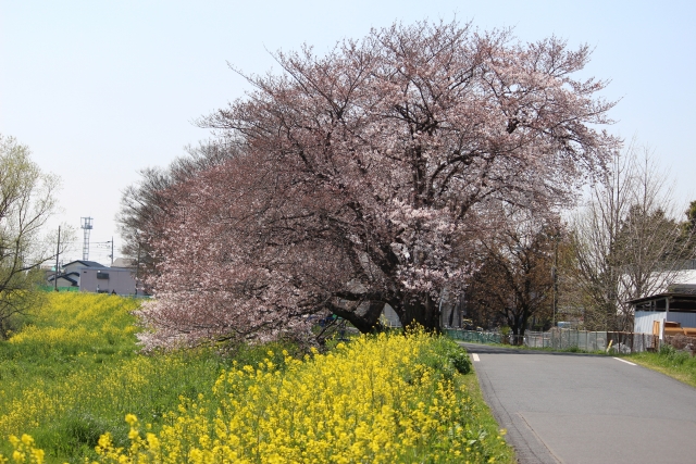 元荒川の桜並木